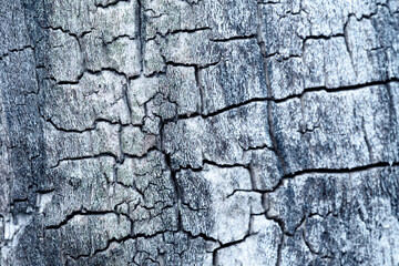 Szara, spękana struktura pnia starego drzewa (Plantae). Chłodny, surowy motyw tekstury naturalnej, nawiązujący do wyzwań klimatycznych, degradacji środowiska i nowoczesnego designu.