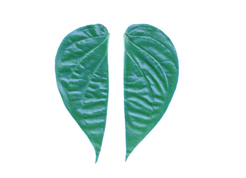 Two halves of a split green betel leaf isolated on black background
