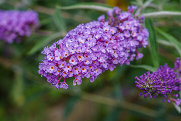 Fioletowy kwiatostan budlei Dawida (Buddleja davidii), znanej jako motyli krzew, w pełnym rozkwicie. Idealny motyw botaniczny, ogrodowy i ekologiczny. © Henryk Niestrój