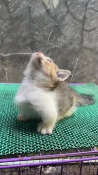 Calico kitten playing and batting at flying insects in this lively motion video clip captured with soft natural lighting indoors