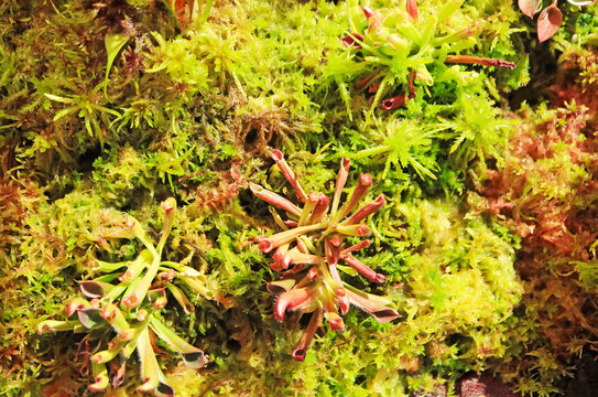 Close up of rare immature sun pitcher plant leaves growing on green moss bed