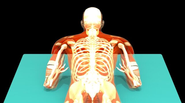 Medical 3D animation of prone forearm press-up rehabilitation exercise using a 3D Anatomical System Figure, captured in Posterior Back View, Isolated Transparent Alpha Channel
