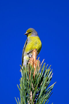 Zitronenzeisig, Zitronengirlitz - M&auml;nnchen // Citril finch - male (Carduelis citrinella / Serinus citrinella)