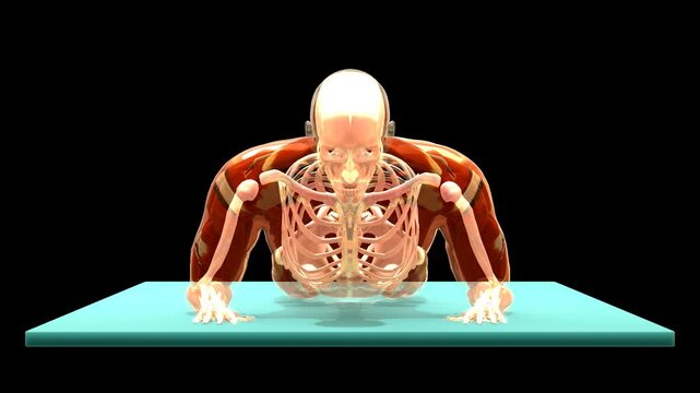 Medical 3D animation of prone forearm press-up rehabilitation exercise using a 3D Anatomical System Figure, captured in Anterior Front View, Isolated Transparent Alpha Channel