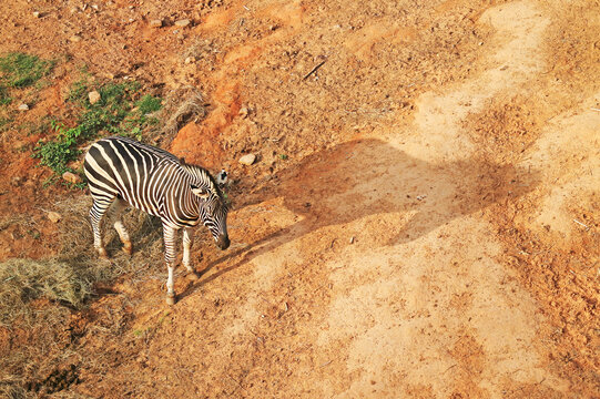 Conceptual shot of a zebra standing in bright sunlight with its long oversized shadow cast on the ground