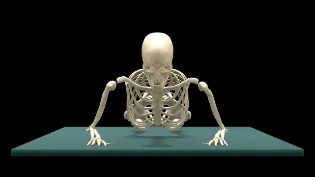 Medical 3D animation of prone forearm press-up rehabilitation exercise using a 3D Skeletal System Model, captured in Anterior Front View, Isolated Transparent Alpha Channel