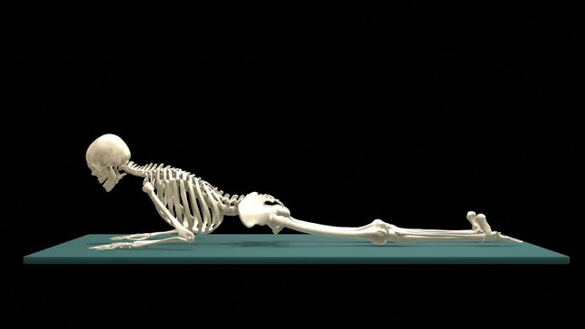 Medical 3D animation of prone forearm press-up rehabilitation exercise using a 3D Skeletal System Model, captured in Lateral Side View, Isolated Transparent Alpha Channel