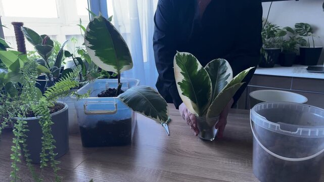 Woman carrying a glass of variegated rubber plant cuttings to a window for propagation, indoor gardening process, houseplant care, plant propagation and natural light at home
