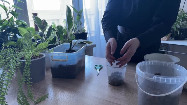 Woman filling empty plant pot with expanded clay for repotting houseplant, indoor gardening process, preparing container with drainage layer, plant care, home gardening and propagation
