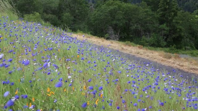 Cornflowers in the wind, Oregon