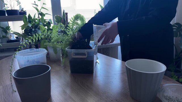 Woman removing fern plant from pot for repotting, indoor gardening process, transplanting houseplant with roots and soil, home plant care, botanical hobby, preparing fern for new container and fresh s