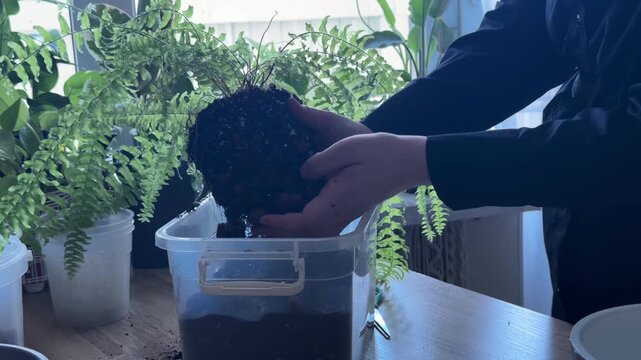 Woman removing soil from fern plant roots during repotting, indoor gardening process, hands holding houseplant root ball, transplanting fern, plant care, preparing roots for new pot with fresh soil