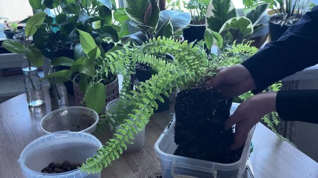 Repotting fern plant, hands removing old soil from root ball, indoor gardening process, houseplant transplanting, caring for green fern, preparing roots for new pot, home gardening activity