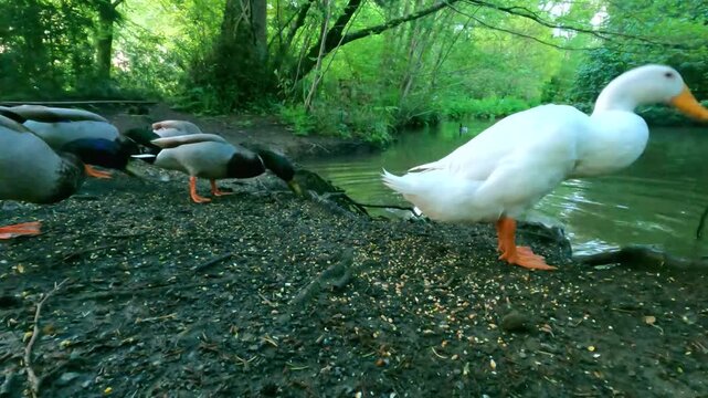 A diverse group of colorful ducks including a vibrant Mandarin duck and a white duck standing by a calm pond in a lush green forest.