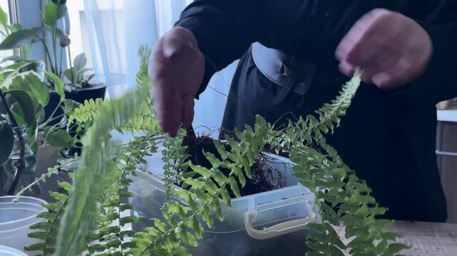 Dividing fern plant during repotting, hands separating root system and plant sections, indoor gardening process, houseplant propagation, fern care, transplanting and preparing plants for new pots