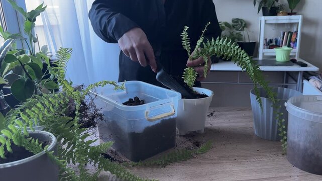 Woman adding fresh soil to newly planted fern during repotting, indoor gardening process, hands caring for houseplant, transplanting fern into pot, plant care, home gardening, preparing soil around ro