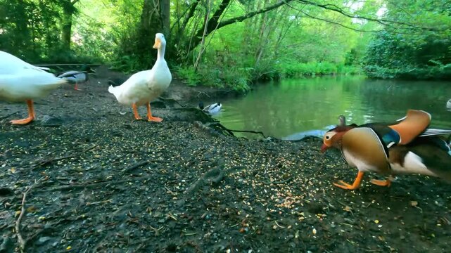A colorful mandarin duck and white farm ducks foraging for grain on a pond bank in a lush green forest park.