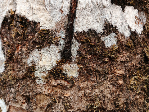 Natural Old Tree Bark Texture with Moss and White Lichen