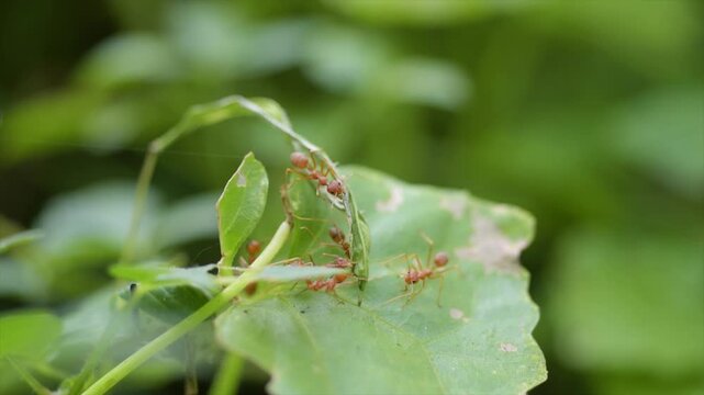 4K extreme macro footage of red weaver ants building nest together on green leaves in nature.