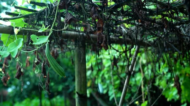 Fresh small ridge gourd hanging on a vine under a traditional bamboo arbor in a rural garden