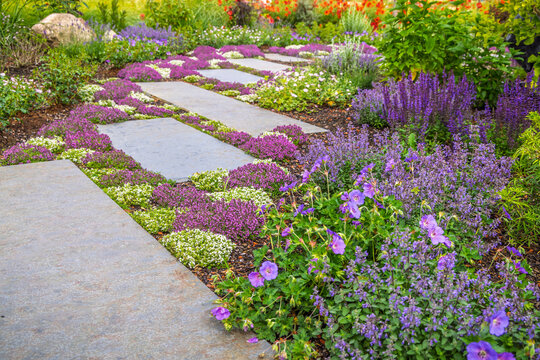 Stone pathway winding through a vibrant garden with purple and white flowering ground cover