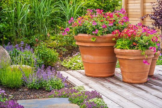 Beautiful garden with terracotta pots filled with vibrant pink and red geraniums