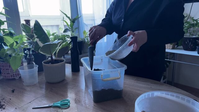 Woman adding soil aeration material to potting mix for houseplants, preparing substrate during repotting, indoor gardening process, mixing gardening components, plant care, home gardening activity