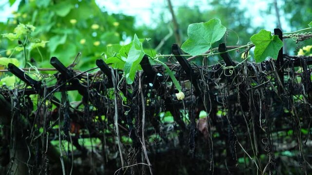 Fresh small ridge gourd hanging on a vine under a traditional bamboo arbor in a rural garden