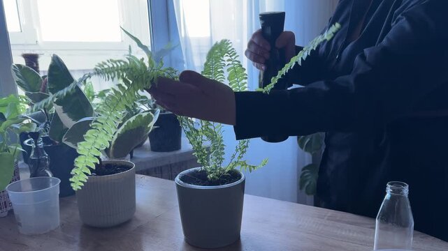 Woman misting repotted fern plant with spray bottle, indoor gardening process, hands caring for houseplant after transplanting, fern care, humidity maintenance, plant watering routine, home gardening