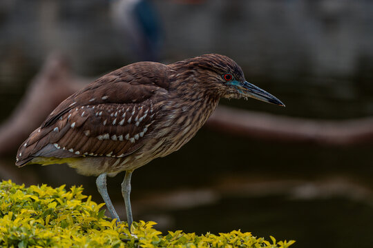 Brown juvenile night heron standing on green shrub with dark background in Peru