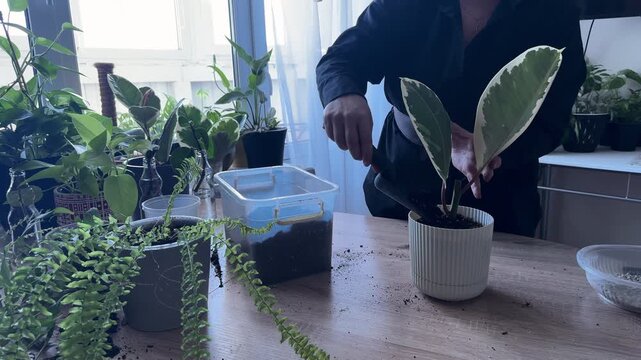 Adding potting soil to rubber plant after repotting, indoor gardening process, hands filling planter with fresh soil, houseplant care routine, ficus transplanting, home gardening and plant maintenance