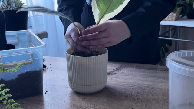 Woman arranging roots of variegated ficus plant in pot during repotting process, indoor gardening activity, planting houseplant, preparing roots in soil, home plant care and botanical hobby