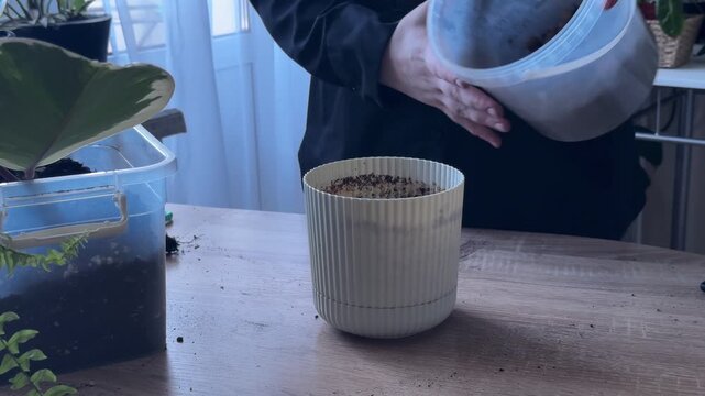 Woman placing empty flower pot on table and adding expanded clay drainage layer for repotting houseplant, indoor gardening process, preparing container for ficus transplant, home plant care and garden