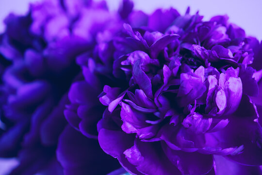 Beautiful purple blue peonies close-up, trending color very peri . Soft selective focus