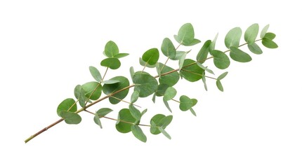 Obraz premium Fresh eucalyptus branch on white background