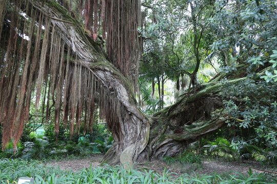 Metrosideros robusta - North Island ironwood - in Terra Nostra Park in Furnas town, Sao Miguel, Azores, Portugal 