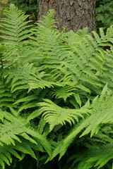 Bright green fern plant fronds growing in Scottish forest © Alexandra Scotcher