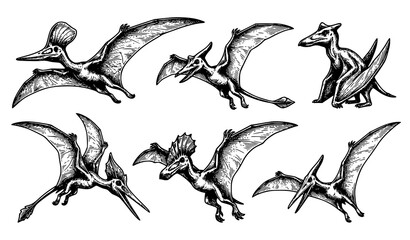 Pterodactyl Sketch Vector Set Black and White Hand Drawn Dinosaur Line Art Isolated on White Background © MD Raju designer 