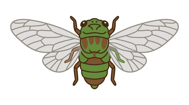 Green and brown cicada insect vector illustration isolated on white