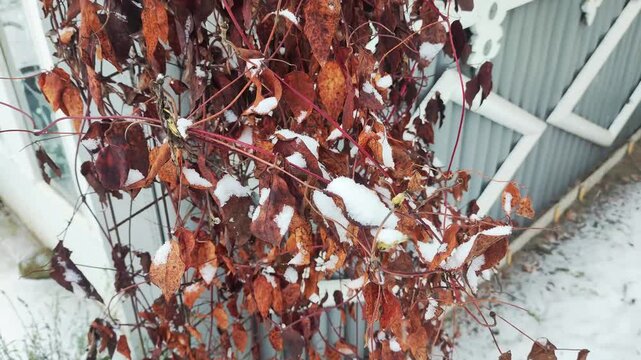 Close-up of dried leaves with snow patches clinging to branches, foreground of winter season nature against light color building structure and white ground cover