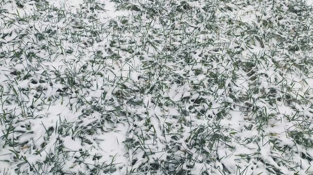 Green grass blades with light covering of fresh white snow in winter field, showing natural texture of winter vegetation and cold weather conditions