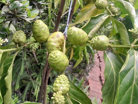 Unripe bumpy noni fruits cluster in the plant. Morinda citrifolia healthy nutritional raw fruit. Indian mulberry fruit with green leaves background.