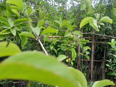 Meyna spinosa fruits isolated branches, green leaves background. Meyna spinosa plant also known as Muyna, Moin Tenga. Kutkura fruits in the tree. 