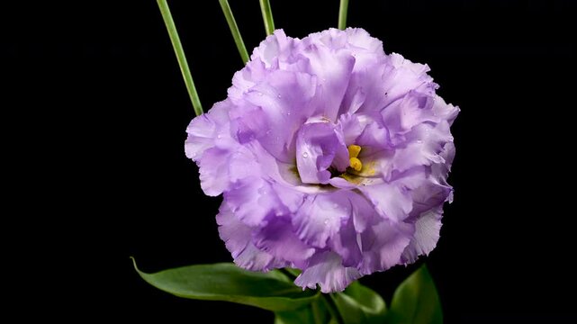 Elegant pink Eustoma Flowers and Buds on a black Background
