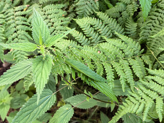 Fresh green fern and nettle leaves growing together in wild forest © Vertstyle