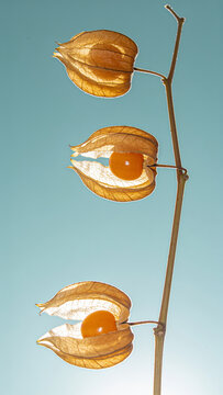 Ripe orange physalis cape gooseberries on stem with translucent husk against clear light blue sky background