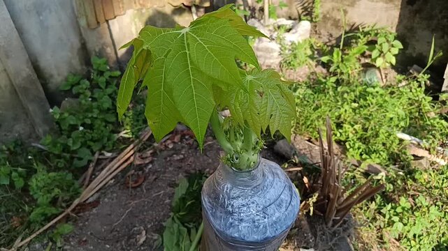 Papaya Tree Rejuvenation by Grafting with New Shoot