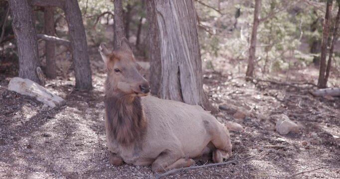 Close Up Cow Elk Regurgitating and Chewing Cud