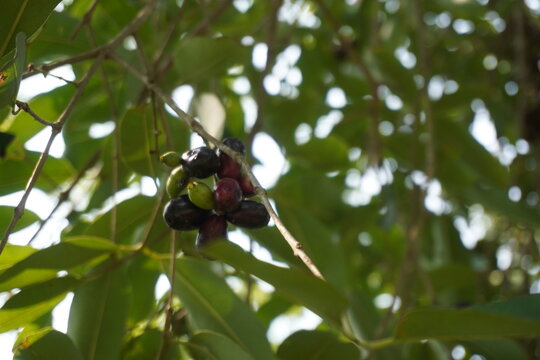 Fresh Jamun Fruit Java Plum or Black Plum