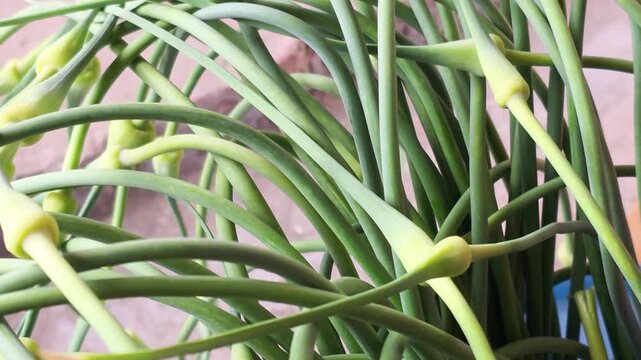 Fresh green garlic scapes, delicate curled stalks with unopened flower buds, vibrant vegetable close-up for healthy cooking ingredients and garden harvest representing natural produce.